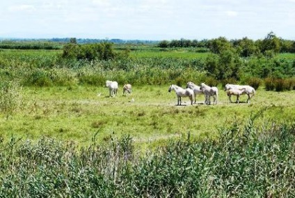 Parcul Camargue