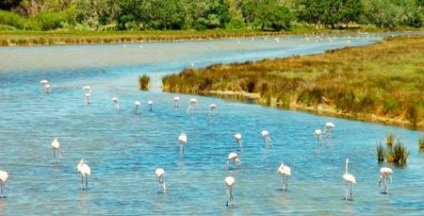 Parcul Camargue