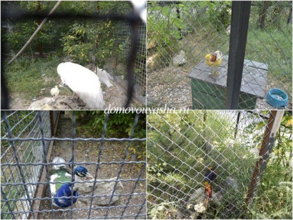 Parcul de lei în taiga din Crimeea
