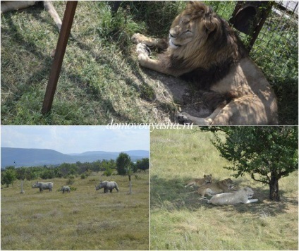 Parcul de lei în taiga din Crimeea