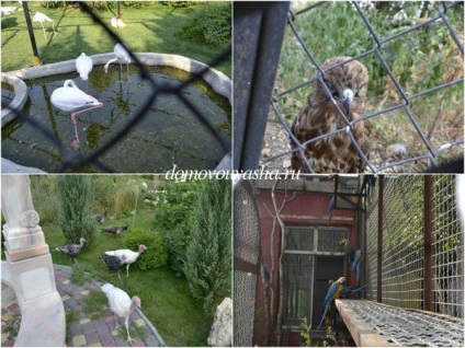 Park Taigan oroszlánok Krymu (oroszlán) Park taigan oroszlánok Krím