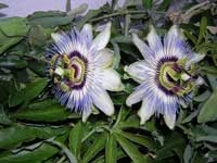 Passionflower, passionflower, star cavalier - descriere pasiflora și îngrijire