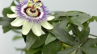 Passionflower (passionflower) plantare și îngrijire la domiciliu, fotografie