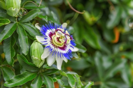 Passionflower (passionflower) plantare și îngrijire la domiciliu, fotografie