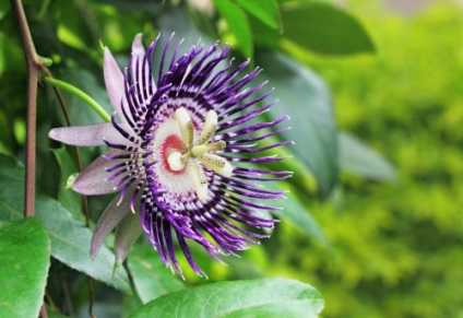 Passionflower (passionflower) plantare și îngrijire la domiciliu, fotografie