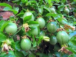 Passionflower (floare de pasiune) la domiciliu