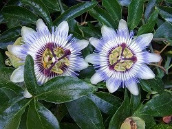 Passionflower (floare de pasiune) la domiciliu