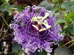 Passionflower (floare de pasiune) la domiciliu