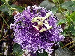 Golgotavirág (Passiflora) otthon