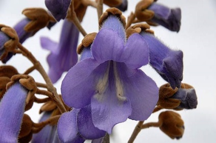 Paulownia tomentosa sau paulownia (semințe)