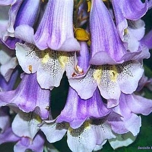 Paulownia tomentosa sau paulownia (semințe)