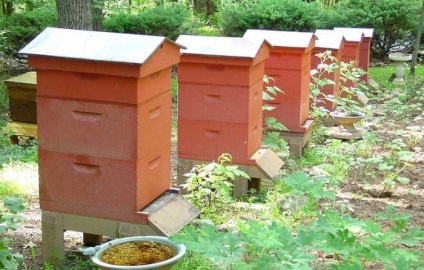Albine porcine și dușmanii care mănâncă albine