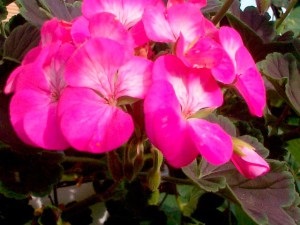 Pelargonium (geranium) îngrijire la domiciliu, fotografie