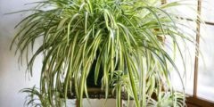 Pelargonium (geranium) îngrijire la domiciliu, fotografie