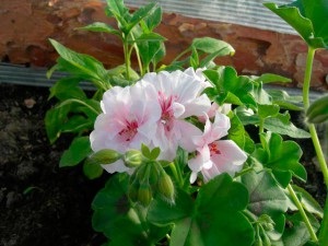 Pelargonium (geranium) îngrijire la domiciliu, fotografie