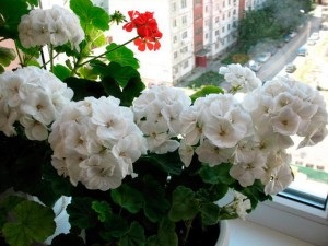 Pelargonium (geranium) îngrijire la domiciliu, fotografie