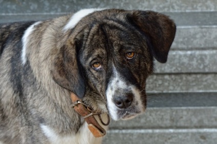 Fractura de coada la simptomele câinilor, diagnostic, tratament, animale la domiciliu