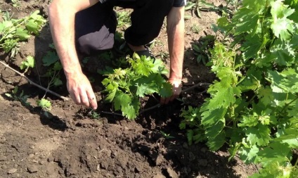 Transplantarea strugurilor - de la elementele de bază până la cunnizările video de săteni condimentați