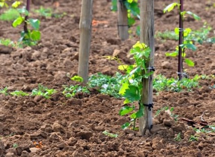 Transplantul de struguri, a condus în grădină!