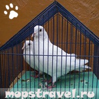 Transportul porumbeilor, totul despre călătorie cu animale