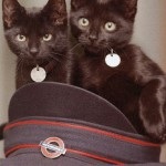 De ce pisicile negre sunt considerate kototeka nefericite - cel mai interesant lucru despre lumea pisicilor