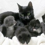 Miért fekete macska tartják szerencsétlen kototeka - a legérdekesebb dolog a világon a macskák