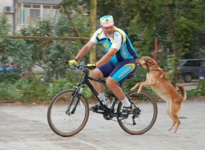 De ce câinii latră pe bicicliști