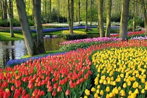 Miért többnyire tulipán termesztett Hollandiában, a Bro