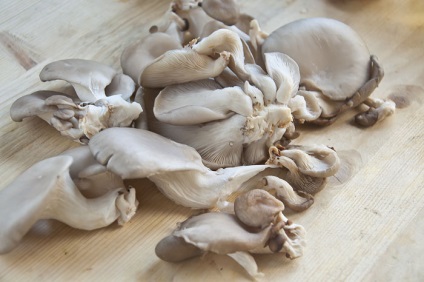Proprietățile utile ale ciupercilor de stridii, compoziția chimică a ciupercilor, calorii, proprietățile dăunătoare ale ciupercilor de stridii,