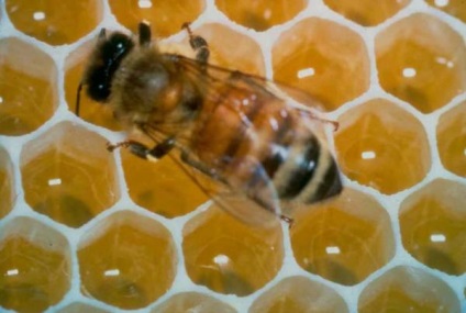 Ruj de pe baza de ceară de albine - protejează pielea de pe buze în condiții meteorologice nefavorabile - comentarii despre produsele cosmetice