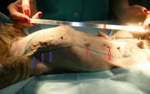 Ajutor unui medic veterinar la înlăturarea unei tumori de la un câine - servicii veterinare