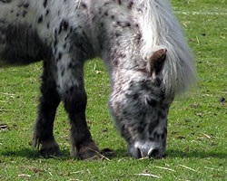 Pony, vedere generală