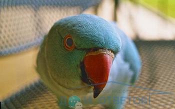 Parrot nu zboară - răspunsuri și sfaturi cu privire la întrebările dumneavoastră