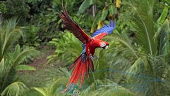 Parrot nu zboară - răspunsuri și sfaturi cu privire la întrebările dumneavoastră