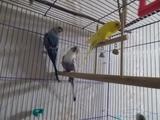 Parrot nu zboară - răspunsuri și sfaturi cu privire la întrebările dumneavoastră