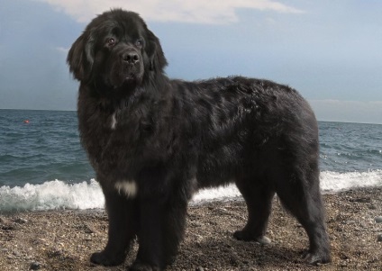 Câine de rasă Newfoundland (55 pics) descriere, ce alb, video