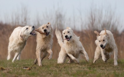 Kutyafajta golden retriever (35 fotó) Érdekességek egyedülálló helyen, lenyűgöző