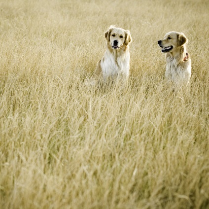 Kutyafajta golden retriever (35 fotó) Érdekességek egyedülálló helyen, lenyűgöző