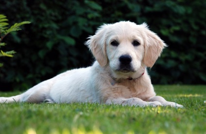 Kutyafajta golden retriever (35 fotó) Érdekességek egyedülálló helyen, lenyűgöző