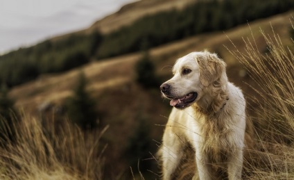 Kutyafajta golden retriever (35 fotó) Érdekességek egyedülálló helyen, lenyűgöző