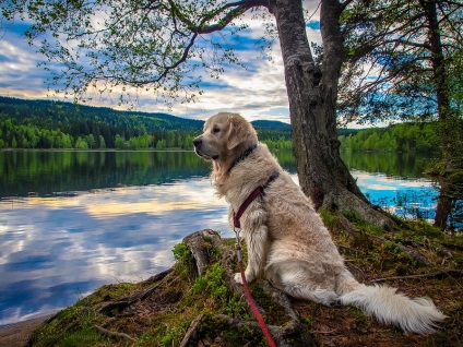 Câine de câine retriever de aur (35 fotografii), fapte interesante, locuri unice, uimitoare