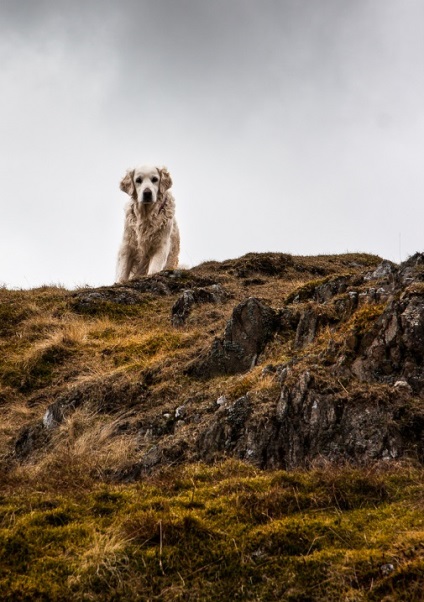 Kutyafajta golden retriever (35 fotó) Érdekességek egyedülálló helyen, lenyűgöző