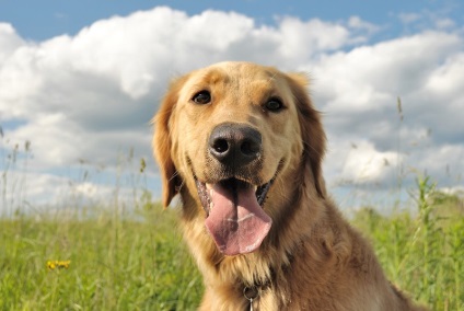 Kutyafajta golden retriever (35 fotó) Érdekességek egyedülálló helyen, lenyűgöző