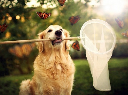 Câine de câine retriever de aur (35 fotografii), fapte interesante, locuri unice, uimitoare