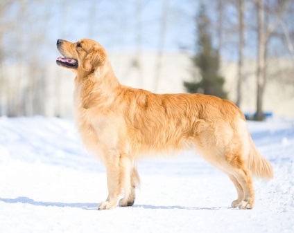 Câine de câine retriever de aur (35 fotografii), fapte interesante, locuri unice, uimitoare