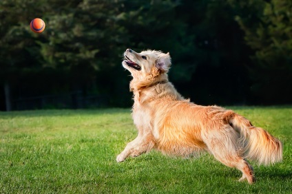 Câine de câine retriever de aur (35 fotografii), fapte interesante, locuri unice, uimitoare