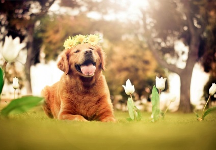 Kutyafajta golden retriever (35 fotó) Érdekességek egyedülálló helyen, lenyűgöző