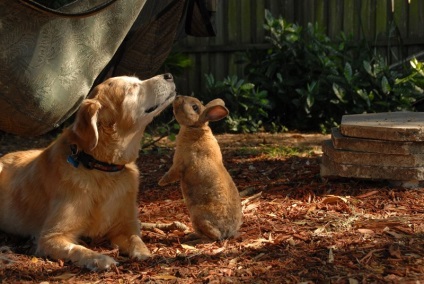 Kutyafajta golden retriever (35 fotó) Érdekességek egyedülálló helyen, lenyűgöző