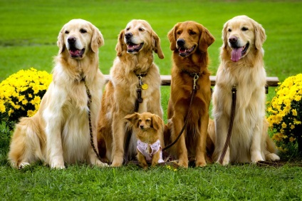 Câine de câine retriever de aur (35 fotografii), fapte interesante, locuri unice, uimitoare