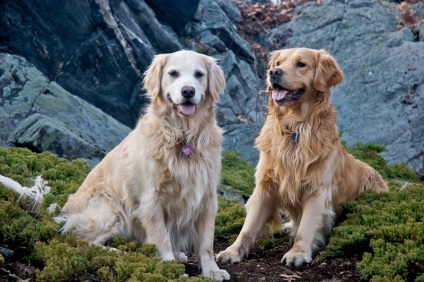 Kutyafajta golden retriever (35 fotó) Érdekességek egyedülálló helyen, lenyűgöző